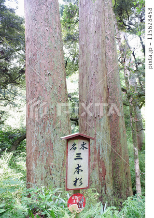 千葉県 笠森寺の三本杉 千葉県 笠森寺の三本杉 115628458