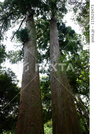 千葉県　笠森寺の三本杉 115628473