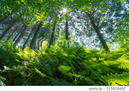 シダ・森 イメージ 115628492