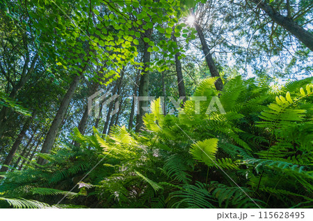 シダ・森 イメージ 115628495