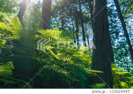 シダ・森 イメージ 115628497