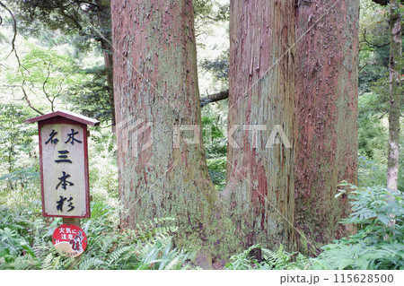 千葉県 笠森寺の三本杉 千葉県 笠森寺の三本杉 115628500