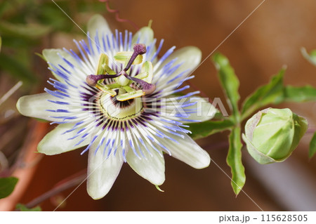 トケイソウの花 トケイソウの花 115628505