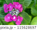 雨に濡れたガクアジサイ 115628697