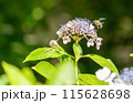 紫陽花に止まるハチ 115628698