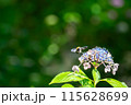 紫陽花に止まるハチ 115628699