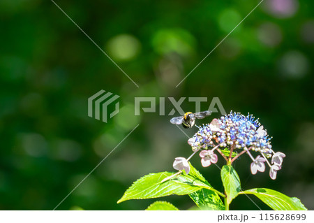 紫陽花に止まるハチ 115628699