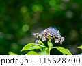 紫陽花に止まるハチ 115628700