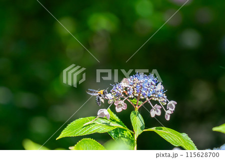 紫陽花に止まるハチ 紫陽花に止まるハチ 115628700