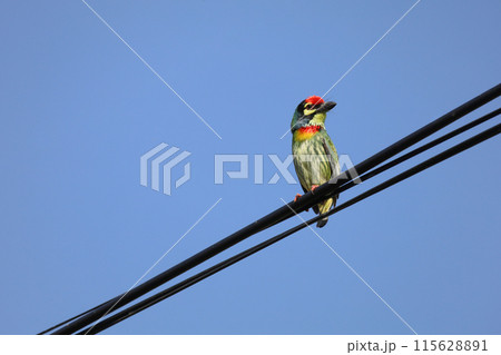 The colorful Oriole bird is live in nature on power line at thailand 115628891