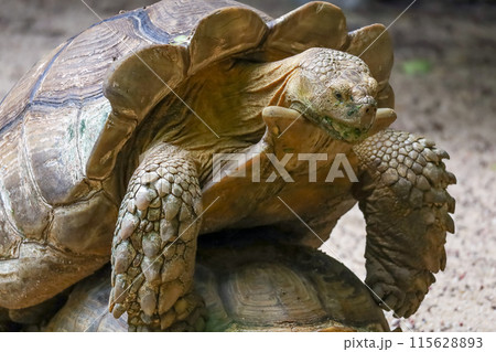 Close up head Sulcata tortoise in the garden at thailand 115628893