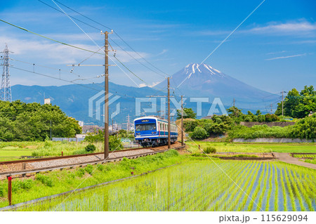 （静岡県）田植えの済んだ水田を走る伊豆箱根鉄道の電車 115629094