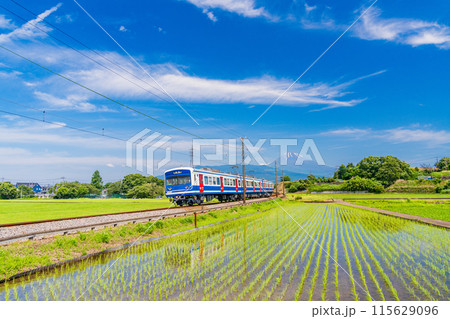 （静岡県）田植えの済んだ水田を走る伊豆箱根鉄道の電車 115629096
