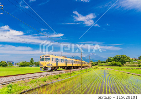 (静岡県)田植えの済んだ水田を走る伊豆箱根鉄道の電車 (静岡県)田植えの済んだ水田を走る伊豆箱根鉄道の電車 115629101