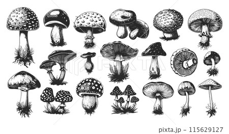Engraving Style Different Mushrooms Icons Set. Hand Drawn Simple Style Black Icons on White Background. Fungi Toadstool Forest Wild Nature Edible Poisonous Illustration 115629127
