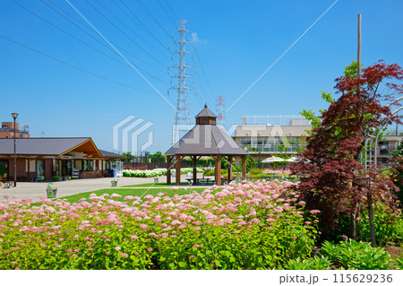 ピンクアナベル ガーデン 宮前公園 管理事務所 ピンクアナベル ガーデン 宮前公園 管理事務所 115629236