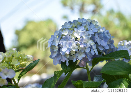薄紫のアジサイの花 115629333