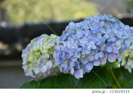 薄紫のアジサイの花 薄紫のアジサイの花 115629335