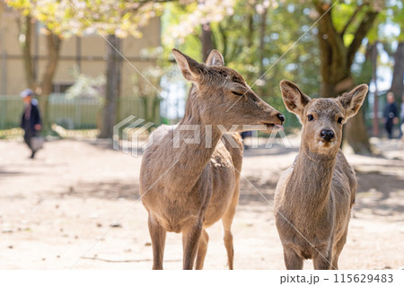 奈良公園の鹿 奈良公園の鹿 115629483