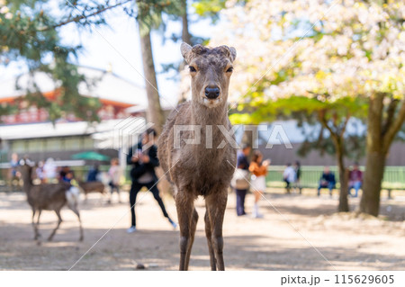 【春】奈良公園の鹿【桜】 115629605