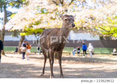【春】奈良公園の鹿【桜】 【春】奈良公園の鹿【桜】 115629612