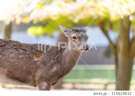 【春】奈良公園の鹿【桜】 【春】奈良公園の鹿【桜】 115629632