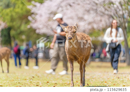 【春】奈良公園の鹿【桜】 115629635