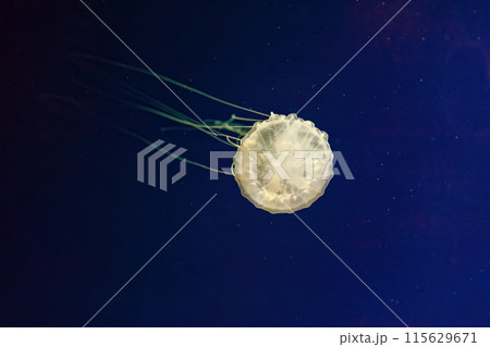 Macro shot of Chrysaora quinquecirrha underwater 115629671