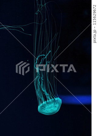Macro shot of Chrysaora quinquecirrha underwater 115629672