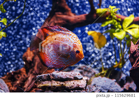 Underwater shot of Symphysodon fish 115629681