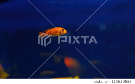 Underwater shot of fish Cichlidae 115629682