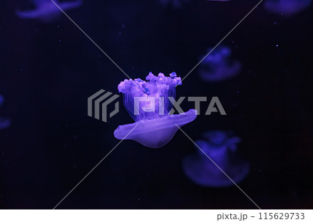 underwater shooting of beautiful Cotylorhiza tuberculata underwater shooting of beautiful Cotylorhiza tuberculata 115629733