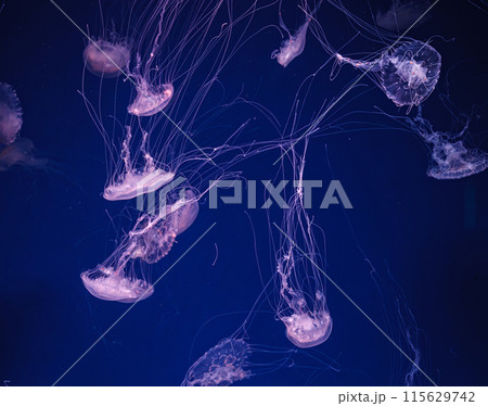 underwater shooting of beautiful Chrysaora lactea 115629742