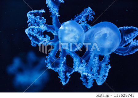 underwater shot of beautiful Marbled Jellyfish / Lychnorhiza Lucerna 115629743