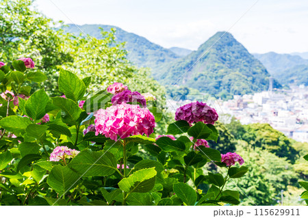 （静岡県）下田市・下田公園のアジサイ 115629911