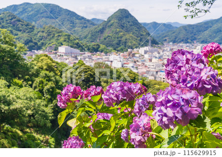 (静岡県)下田市・下田公園のアジサイ (静岡県)下田市・下田公園のアジサイ 115629915