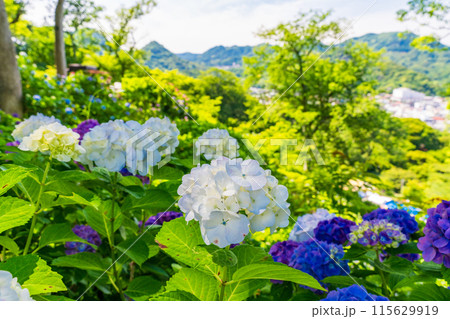 (静岡県)下田市・下田公園のアジサイ (静岡県)下田市・下田公園のアジサイ 115629919
