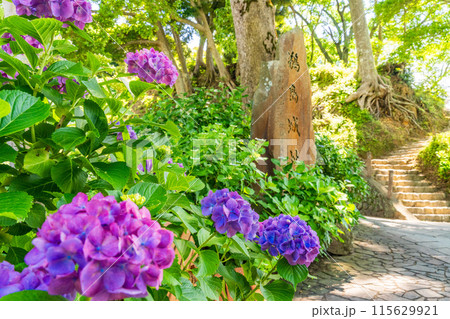 （静岡県）下田市・下田公園のアジサイ 115629921