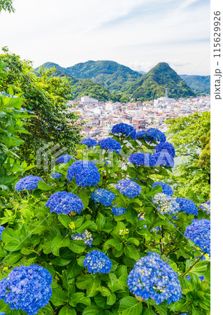 (静岡県)下田市・下田公園のアジサイ (静岡県)下田市・下田公園のアジサイ 115629926