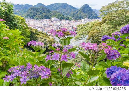（静岡県）下田市・下田公園のアジサイ 115629928