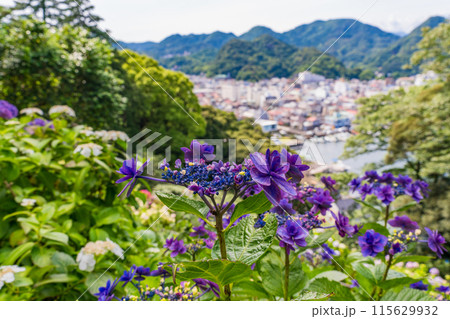 (静岡県)下田市・下田公園のアジサイ (静岡県)下田市・下田公園のアジサイ 115629932