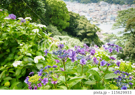 （静岡県）下田市・下田公園のアジサイ 115629933