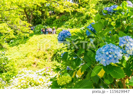 (静岡県)下田市・下田公園のアジサイ (静岡県)下田市・下田公園のアジサイ 115629947