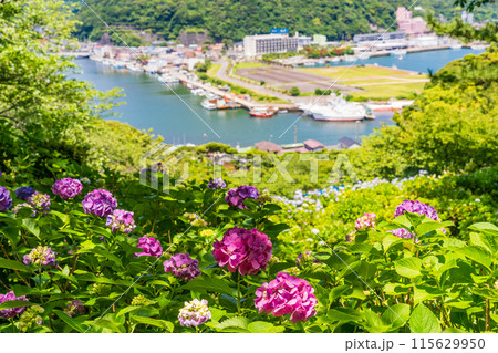 (静岡県)下田市・下田公園のアジサイ (静岡県)下田市・下田公園のアジサイ 115629950