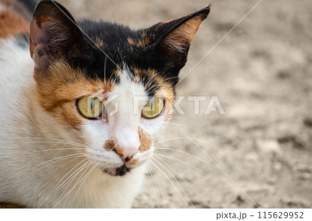 The face of a female tricolor cat looks to the side close-up with selective focus. Genetic features characteristic only of females in animals. The face of a female tricolor cat looks to the side close-up with selective focus. Genetic features characteristic only of females in animals. 115629952