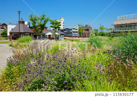 クレベラントセージ　オーナメンタルグラス　ガーデン　宮前公園 115630177