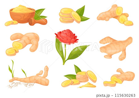 Cartoon ginger root. Sliced fresh aromatic gingers and dry powder shots, spice herb healthy plant fresh raw vegetable roots slice organic medicine colorful neat vector illustration 115630263