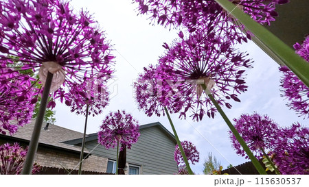 A stunning close-up view of vibrant purple Allium flowers in full bloom within a garden bed. The lush green lawn and a wooden fence provide a beautiful backdrop, highlighting the flowers rich color 115630537
