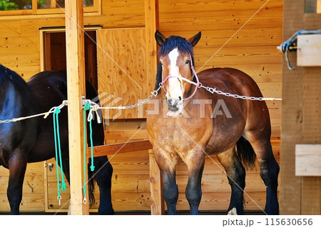 ばん馬　(おびひろ動物園) 115630656