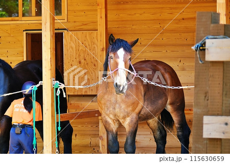 ばん馬　(おびひろ動物園) 115630659